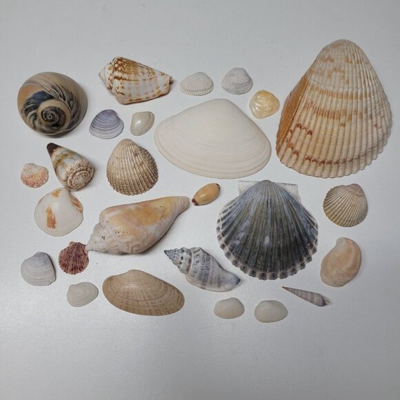 Seashell Nautical Decor Lot Mixed Sizes Blue Brown Half Clam 25 Pieces - Picture 1 of 13